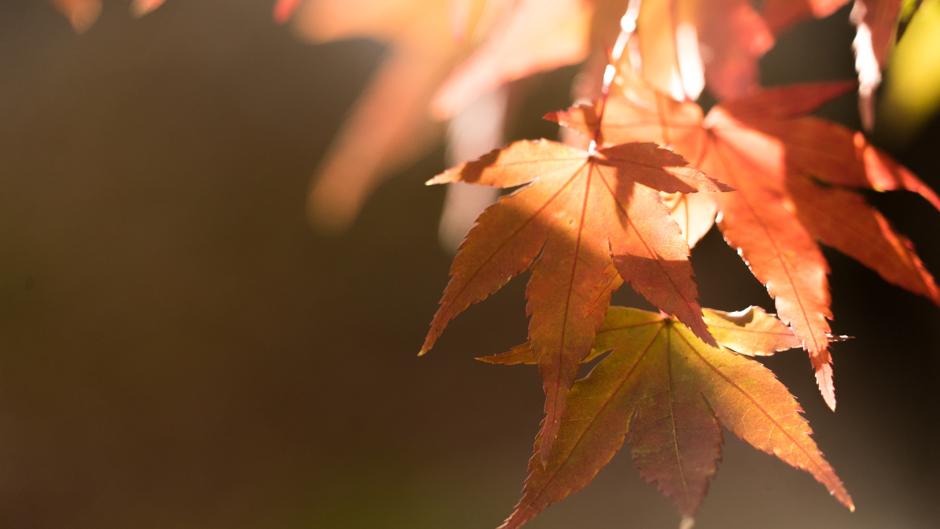 Cómo descubrir la belleza en los cambios que el otoño muestra cada día