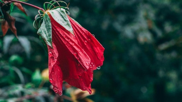 Peldaño 52: «No arrases todo un jardín cuando lo único que está marchito es una sola flor»