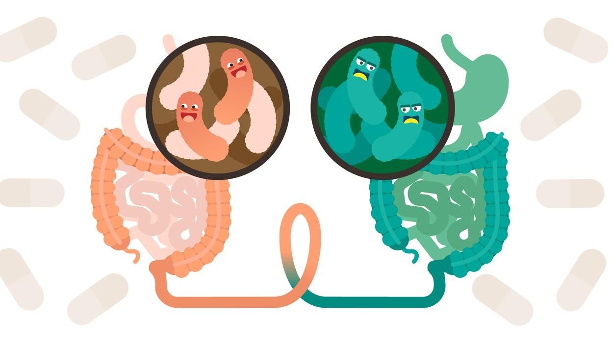 Las personas obesas tienen una mayor proporción de firmicutes que las personas delgadas