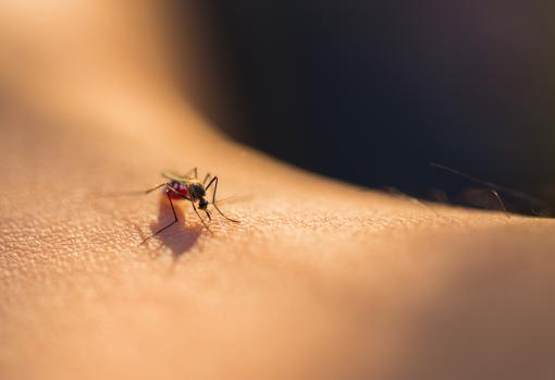 Las hembras del mosquito son las que pican.