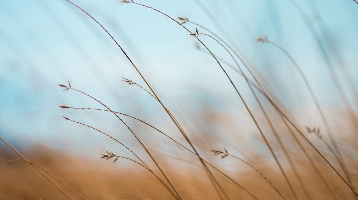 Cómo restablecer la calma perdida por el estrés diario