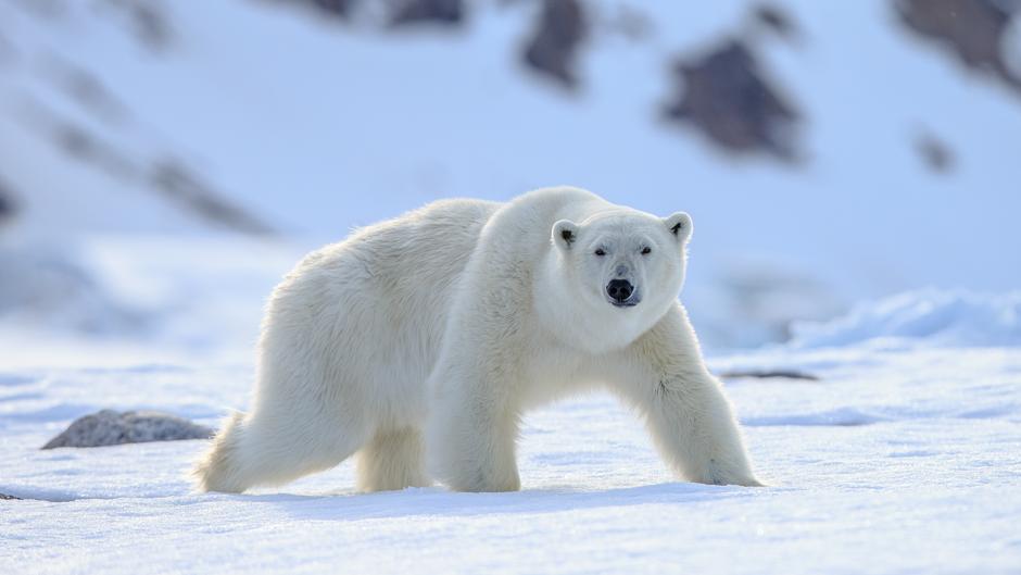 El experimento psicológico que explica por qué no puedes dejar de pensar en un oso blanco