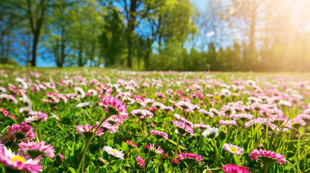 Astenia primaveral: ¿qué es y cómo superarla?