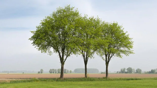 Por qué ver tres árboles desde la ventana puede influir en la salud mental