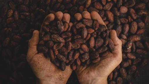 Cacao puro