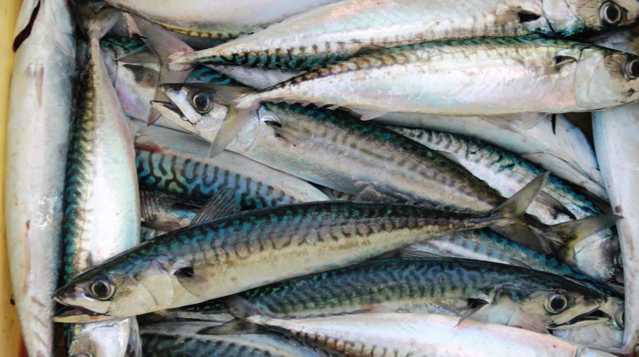 Jurel: un peligroso pescado rico en proteínas