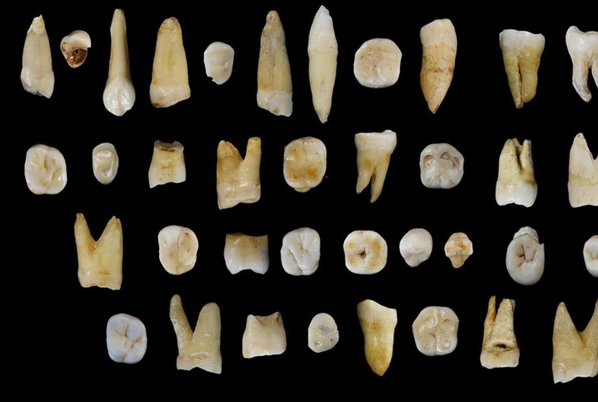 Algunos de los 47 dientes hallados en la excavación de las cuevas chinas