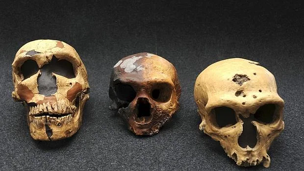 Los «Homo sapiens»llegaron a Europa hace 40.000 años desde África