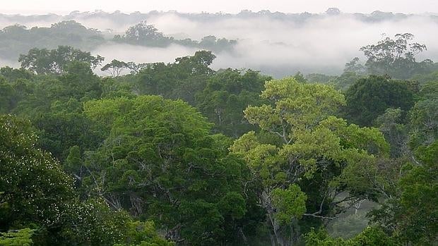 13 años de trabajo de campo para evaluar el impacto de la sequía en los árboles del Amazonas