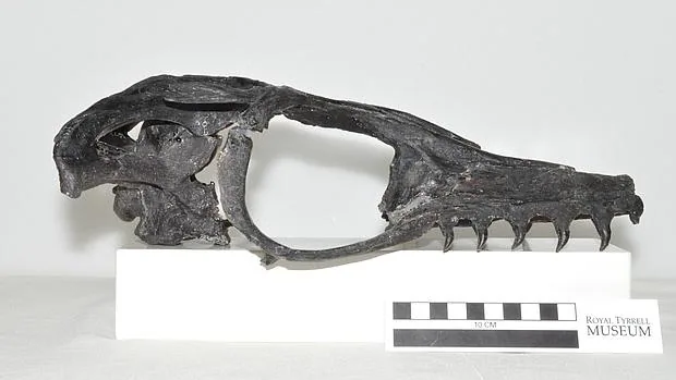 El cráneo del reptil se encuentra en excelente estado de conservación