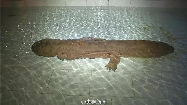 La salamandra gigante capturada en China