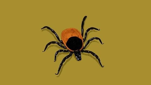 Recreación de la garrapata «Ixodes scapularis»