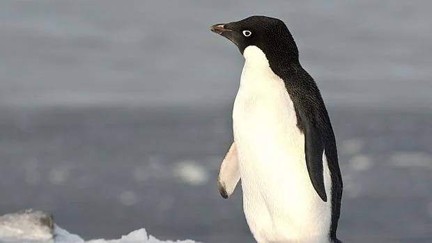 Pingüinos Adelaida