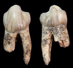 Premolar de Theropithecus