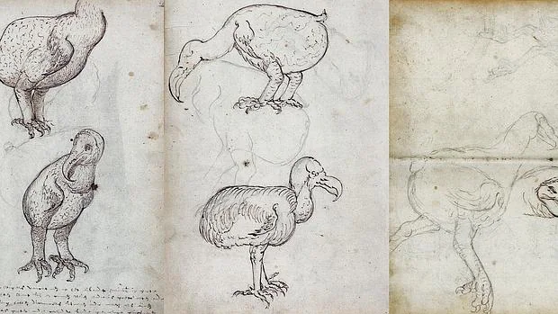 Dibujos de dodos, hechos en el diario de viaje del barco «Gelderland» de la Compañía Holandesa de las Indias Orientales (1601–1603).