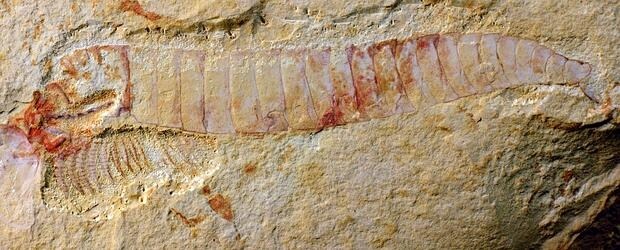El fósil de 520 millones de años en el que se aprecia el sistema nervioso