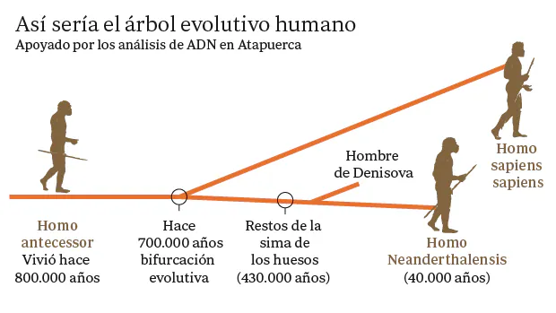 El ADN apoya el «árbol genalógico» en el que el Homo antecessor sería el ancestro común de neandertales y humanos