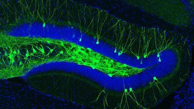 Las células que custodian los recuerdos, en el hipocampo de un ratón