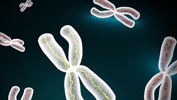 Los investigadores sintetizaron el cromosoma III de la levadura utilizada para fabricar pan