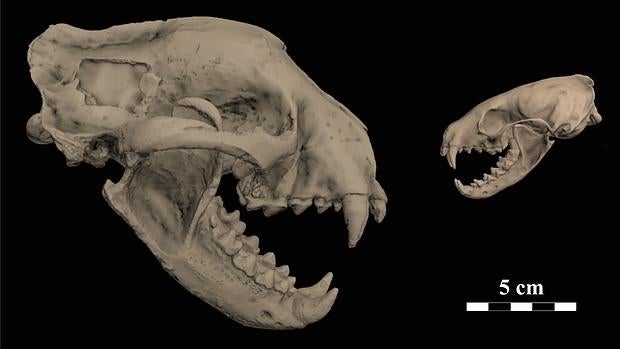 Modelo tridimensional de Megalictis ferox (izquierda) y de una marta americana actual (Martes americana) a la derecha, en el que se aprecia la gran diferencia de tamaño