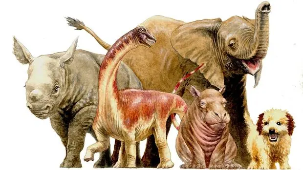 Un bebé de Rapetosaurus, comparado con otros mamíferos recién nacidos