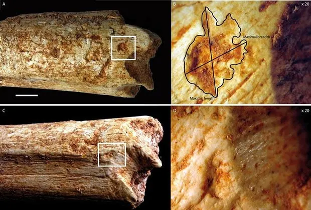 Los dos extremos del fémur de un homínido muestran marcas de dientes de carnívoros
