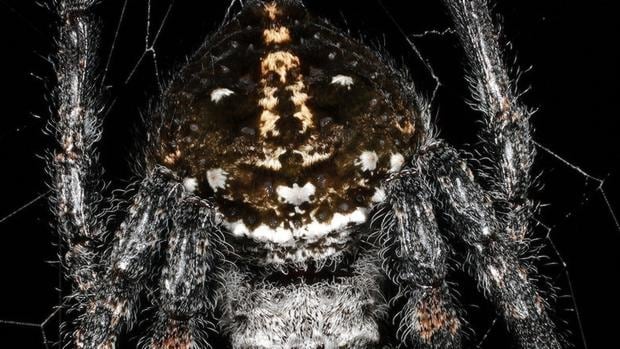 La araña de corteza de Darwin, la única conocida que practica el sexo oral