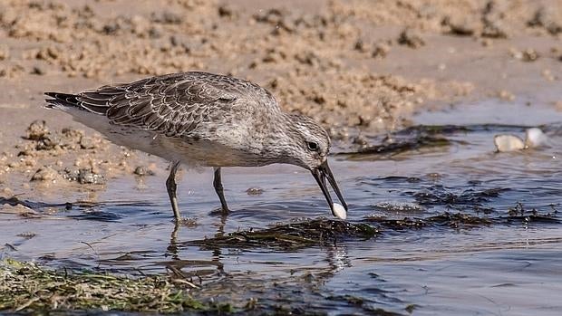 La tragedia del pájaro menguante