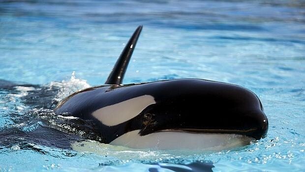 Fotografía de archivo de la hembra de orca Morgan. La audición es fundamental para la comunicación y la caza en los cetáceos