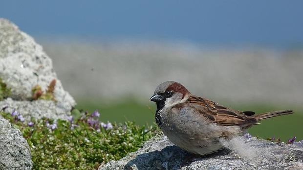 Un gorrión macho en la isla de Lundy incluidos en el estudio