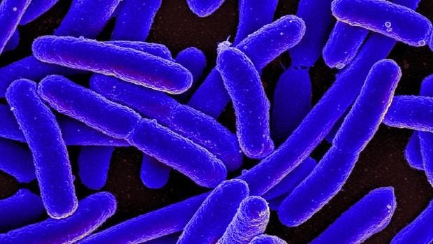 El «puñado» de bacterias que nos hace humanos