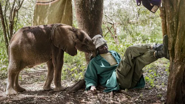 La lucha por la conservación del gran Elefante Africano