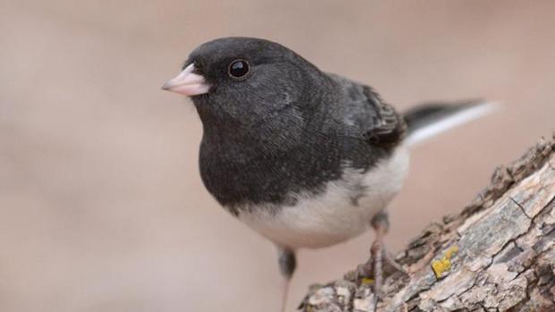 Junco ojioscuro. Algunos migran en invierno, pero otros prefieren no hacerlo