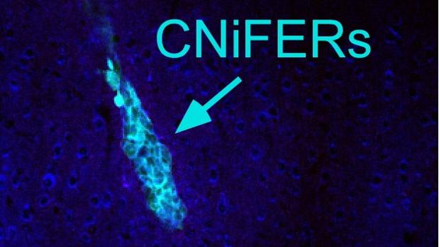En un cerebro de ratón, los detectores basados en células llamadas CNiFERs cambian su fluorescencia cuando las neuronas liberan dopamina.