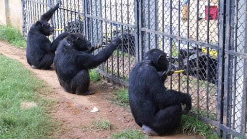Los chimpancés cooperan para conseguir su recompensa de comida