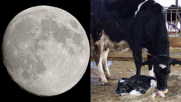 Investigaciones anteriores han sugerido que la Luna llena tenía cierta influencia sobre los nacimientos