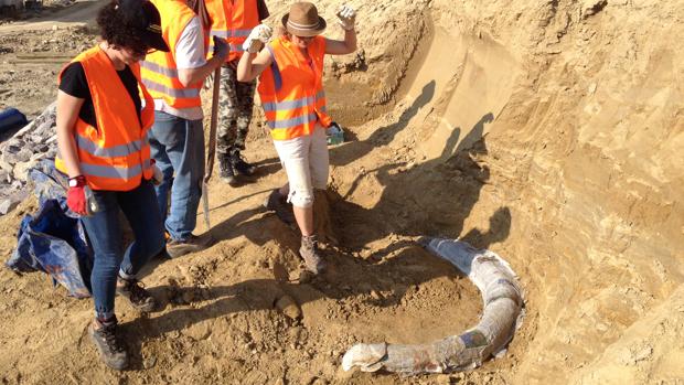 Los restos fueron encontrados en Wilfersdorf, Baja Austria