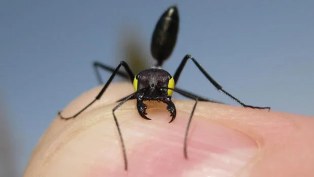 Una de estar hormigas, con los ojos «vendados» (en amarillo), para participar en los experimentos