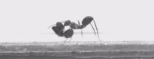 «Sube, que te llevo». Las hormigas Cataglyphis transportan a las obreras de un nido a otro