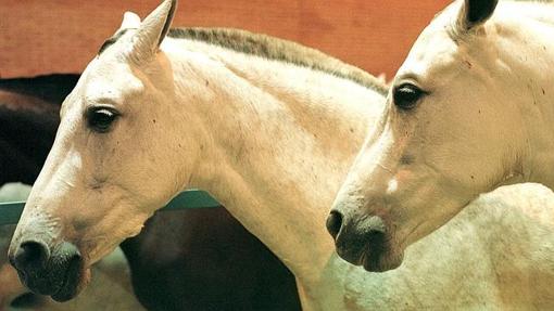 Caballos blancos