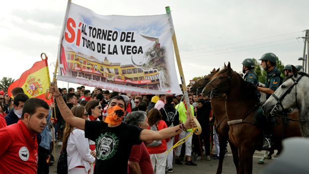 Una plataforma animalista denuncia al Patronato Toro de Vega por «incitar a la desobediencia»