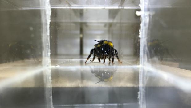 Una abeja bebe una gota de agua azucarada