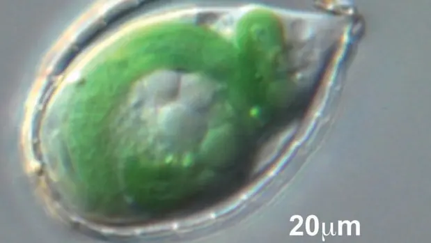 Paulinella, una ameba que hace 100 millones de años engulló a una bacteria fotosintética y comenzó a usar sus habilidades