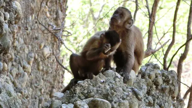 Monos capuchinos crean lascas golpeando piedras