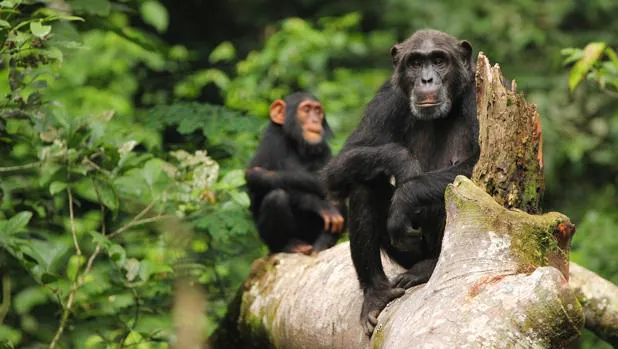 Una chimpancé y su hija, en el parque nacional de Kibale, en Uganda
