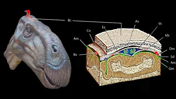 Hallan por primera vez el cerebro fosilizado de un dinosaurio