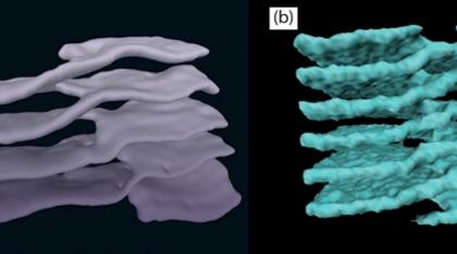 Formas similares, estructuras que consisten en láminas apiladas conectadas por rampas helicoidales, se han encontrado en el citoplasma celular (izquierda) y las estrellas de neutrones (derecha)