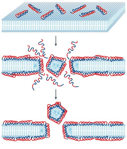 Los péptidos antimicrobianos se unen a pared externa de los microbios y forman poros por los que pueden entrar y atacar varios sistemas celulares