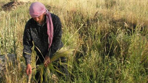 Un hombre cosecha un cultivo al sur de Siria