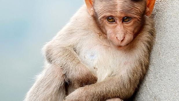 ¿Por qué los monos no hablan y cómo sonarían si lo hicieran?
